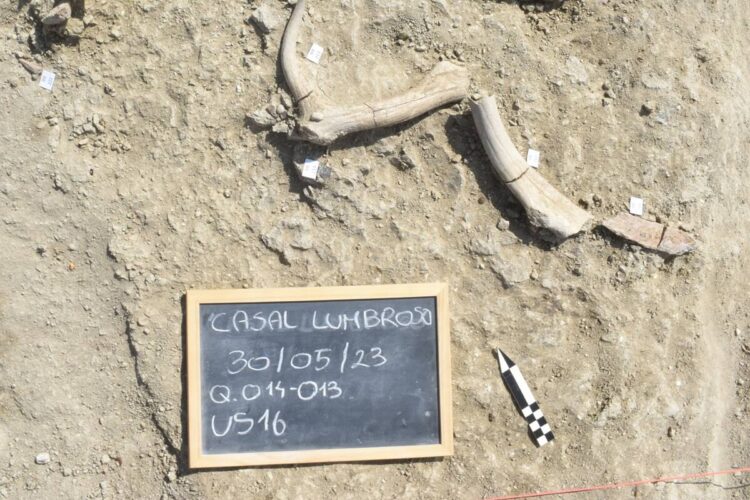 Quando a Roma vivevano gli elefanti… un racconto di 400.000 anni fa@LaSapienza