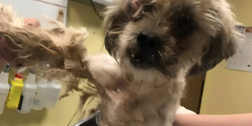 Rain cane abbandonato