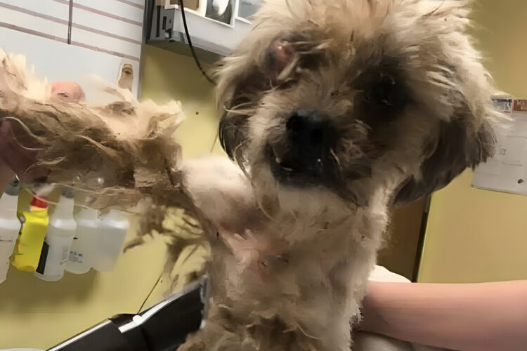 Rain cane abbandonato