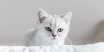 Un gatto su un letto