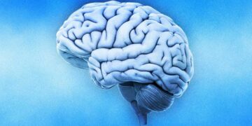 Ecco a che età il cervello è davvero al top: la scala dell’efficienza che pochi conoscono