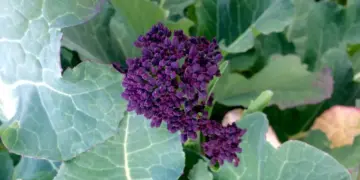 Dalla provincia di Latina arriva la verdura viola più rara e buona del Lazio