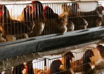 Focolaio di aviaria in un allevamento di galline