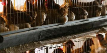 Focolaio di aviaria in un allevamento di galline