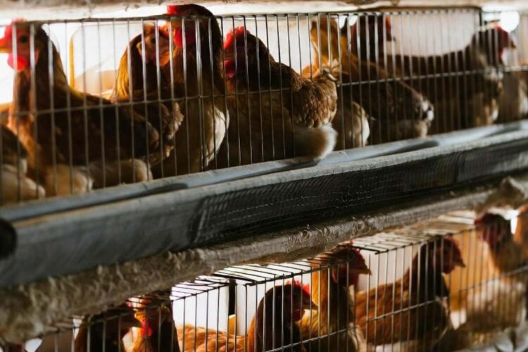 Focolaio di aviaria in un allevamento di galline