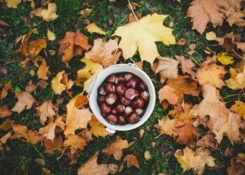 Dove raccogliere castagne nel Lazio: i boschi più belli da scoprire tra colori e profumi d’autunno