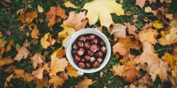 Dove raccogliere castagne nel Lazio: i boschi più belli da scoprire tra colori e profumi d’autunno
