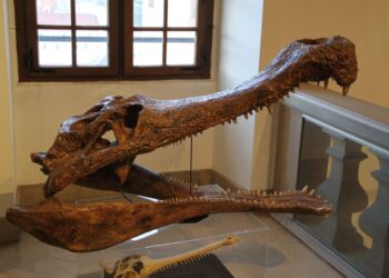 Un’antica specie di coccodrillo riemerge dal deserto egiziano: cosa rivela il fossile di 80 milioni di anni?