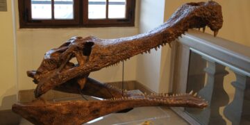 Un’antica specie di coccodrillo riemerge dal deserto egiziano: cosa rivela il fossile di 80 milioni di anni?