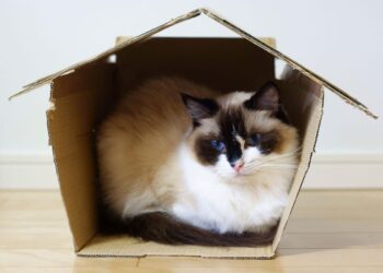 Perché i gatti impazziscono per il cartone: la spiegazione scientifica dietro al mistero