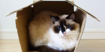 Perché i gatti impazziscono per il cartone: la spiegazione scientifica dietro al mistero