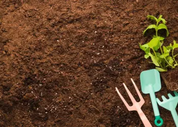 Cosa fanno davvero i giardinieri prima dell’inverno? Il dettaglio sulla terra che pochi conoscono