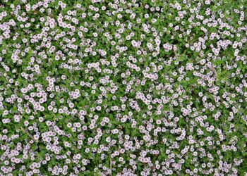 Da Lippia a Verbena: le piante che creano un tappeto verde senza sprechi d’acqua