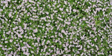 Da Lippia a Verbena: le piante che creano un tappeto verde senza sprechi d’acqua