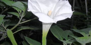 Erba del diavolo, i segreti per coltivare lo stramonio senza rischi