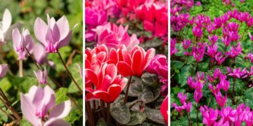 Freddo in arrivo? Le dieci piante che devi assolutamente mettere al riparo