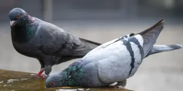 I piccioni tormentano il balcone? Il gesto antico delle nonne che in pochi mettono davvero in pratica