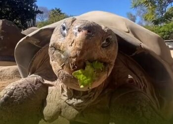 Addio a Gramma, la tartaruga più vecchia del mondo