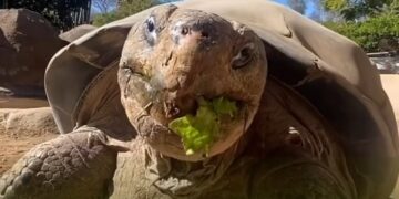 Addio a Gramma, la tartaruga più vecchia del mondo