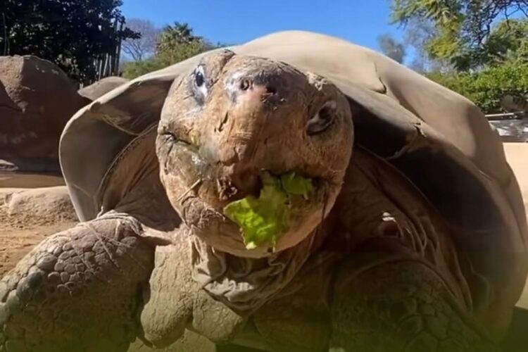 Addio a Gramma, la tartaruga più vecchia del mondo