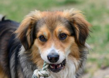 Cane con in bocca il suo giocattolo