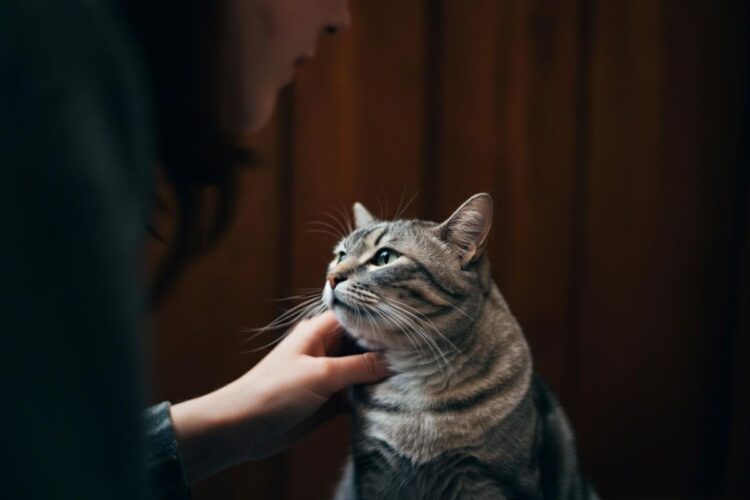 Come accarezzare un gatto