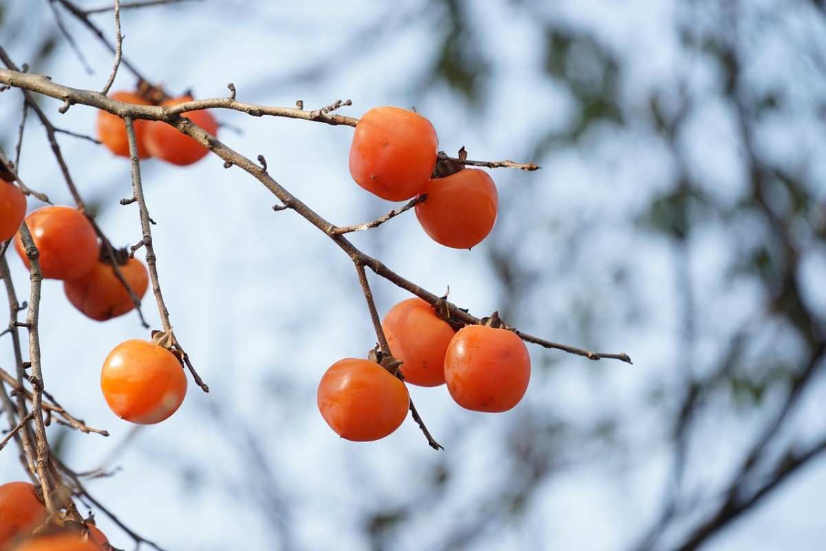 Dei cachi sul ramo di un albero