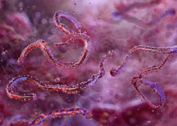 Febbre emorragica di Marburg