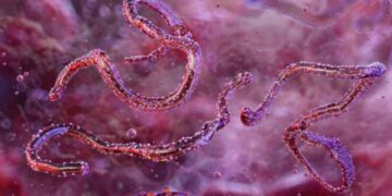 Febbre emorragica di Marburg