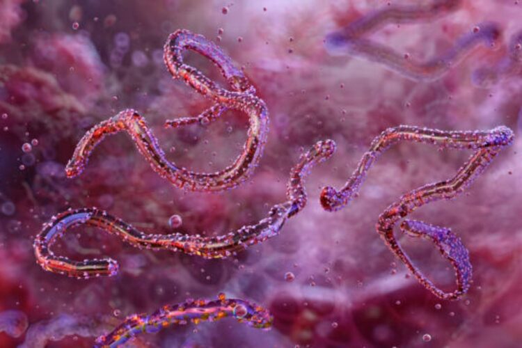 Febbre emorragica di Marburg