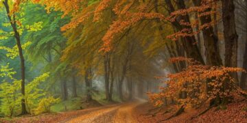 Foliage città europa