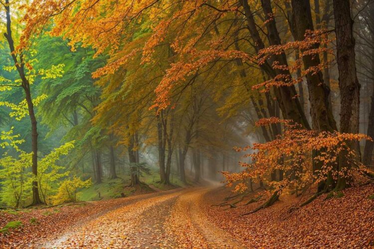 Foliage città europa