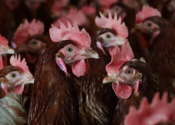 Il nuovo ceppo H5N5 riaccende l’allerta globale: cosa sappiamo davvero del virus aviario