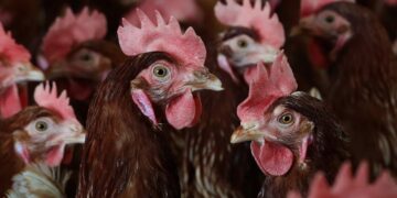 Il nuovo ceppo H5N5 riaccende l’allerta globale: cosa sappiamo davvero del virus aviario