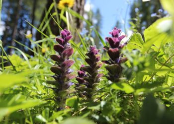 I cinque fiori che, se seminati a novembre, trasformano il giardino in un anticipo di primavera