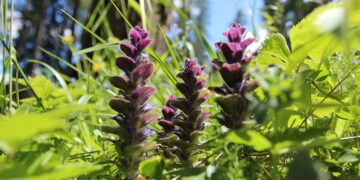 I cinque fiori che, se seminati a novembre, trasformano il giardino in un anticipo di primavera