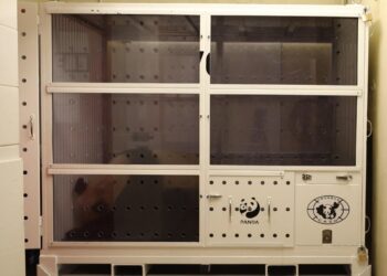 I panda giganti di Beauval tornano in Cina