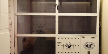 I panda giganti di Beauval tornano in Cina