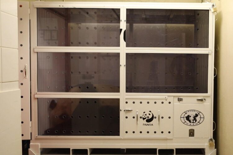 I panda giganti di Beauval tornano in Cina