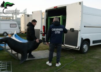 Il leone marino salvato dai carabinieri