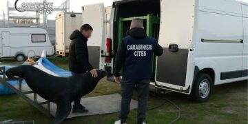 Il leone marino salvato dai carabinieri