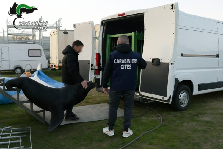 Il leone marino salvato dai carabinieri