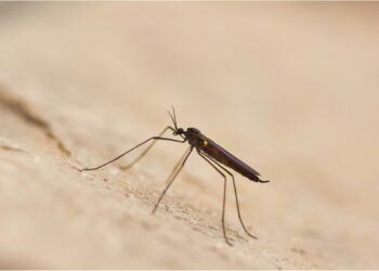 Alcune zanzare possono trasmettere la malaria