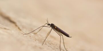Alcune zanzare possono trasmettere la malaria