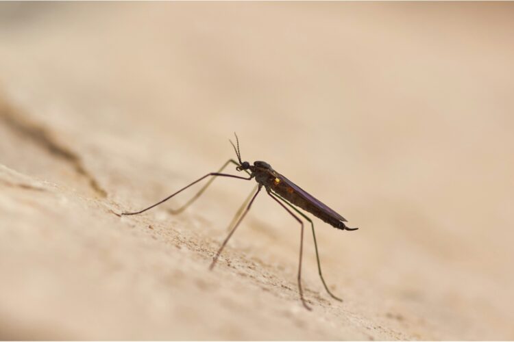 Alcune zanzare possono trasmettere la malaria