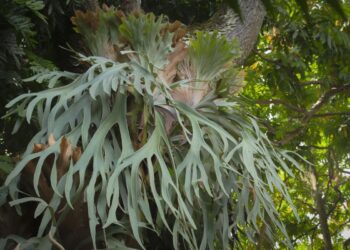Perché tutti vogliono il Platycerium: la felce epifita che pulisce l’aria e arreda da sola