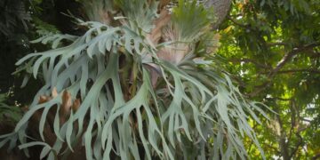 Perché tutti vogliono il Platycerium: la felce epifita che pulisce l’aria e arreda da sola