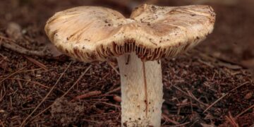 Fungo della famiglia pseudosperma