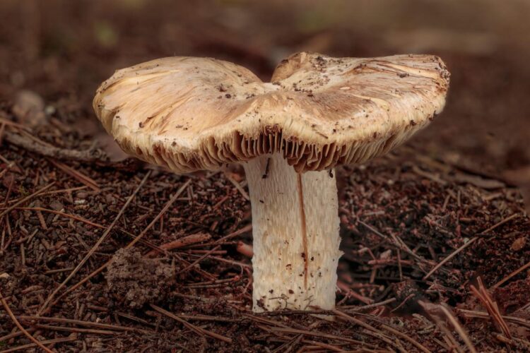 Fungo della famiglia pseudosperma