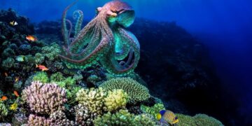 Scoperto il codice genetico che rende i polpi invisibili, ora prodotto in massa in laboratorio